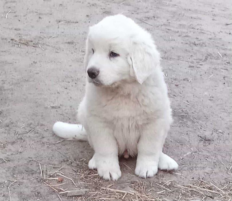 owczarek podhalański