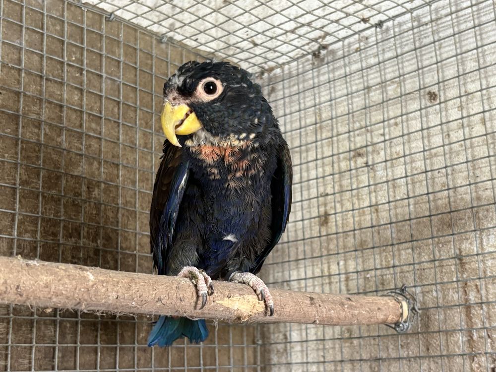 Pionus chalcopterus