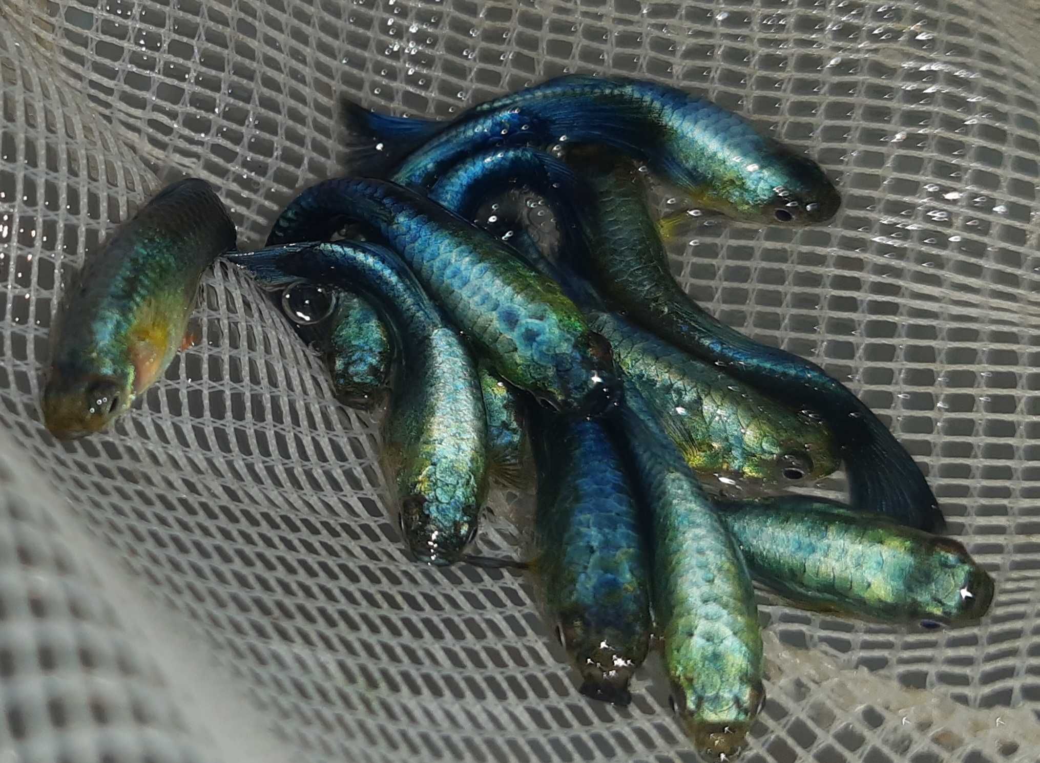 Gupik odmiana BLUE GREEN NEON - Poecilia reticulata - dowóz, wysyłka