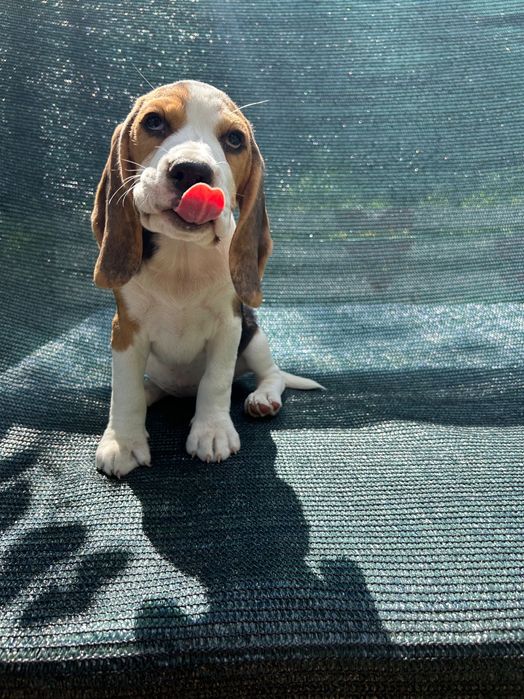Щенята бігля готові стати частиною вашої сім’ї.
