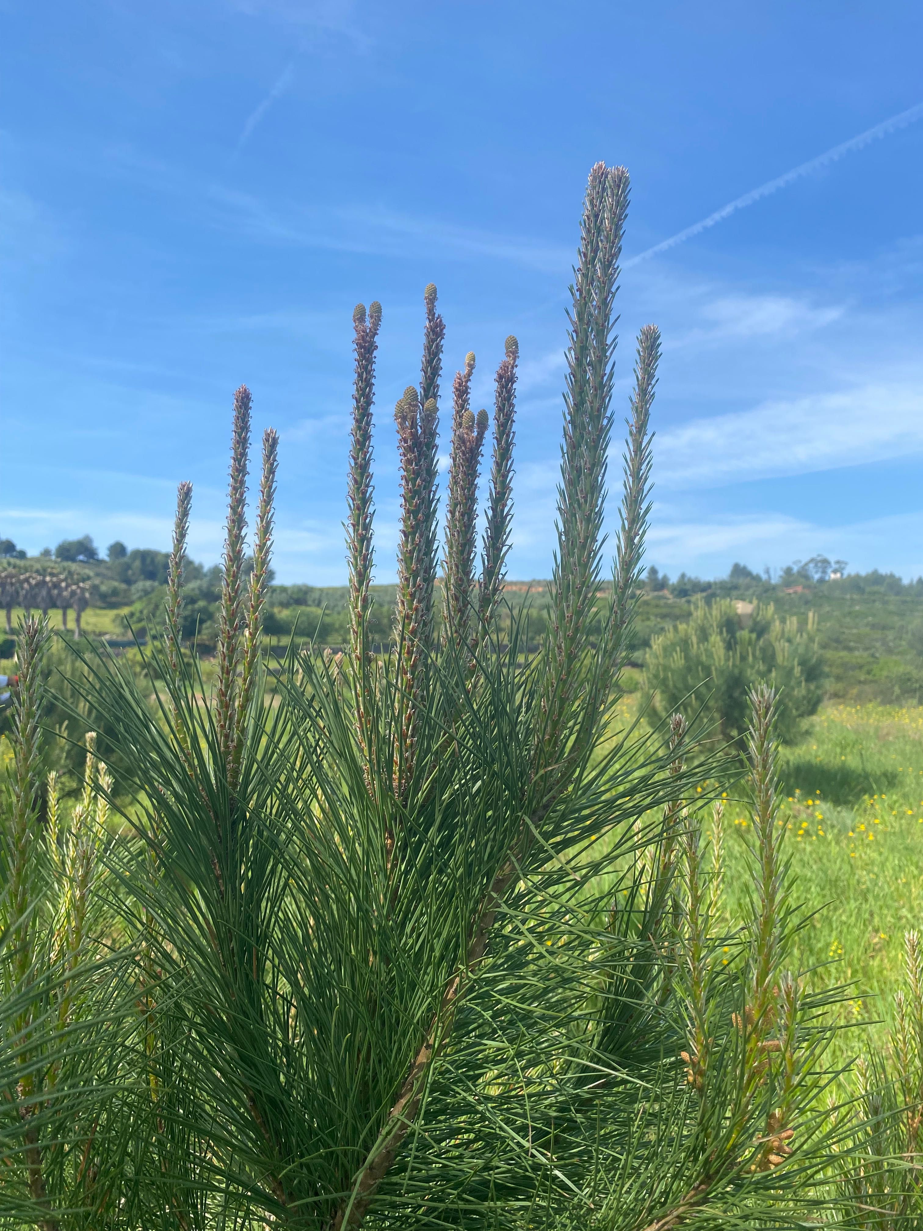 Enxertos Pinheiro Manso