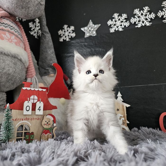 Kocurek Maine coon rodowód fpl hodowlany do hodowli