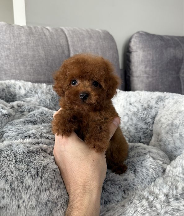 Pudel Toy dostępna wyjątkowa sunia red