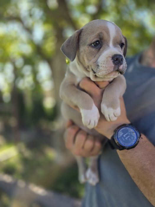 American Staffordshire Terrier Amstaff