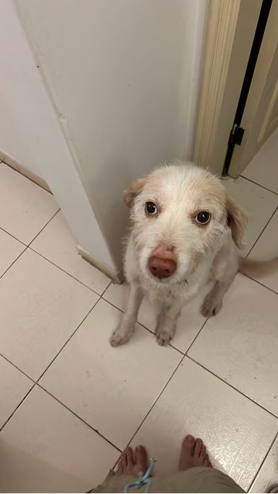 Cão para adopção responsavel