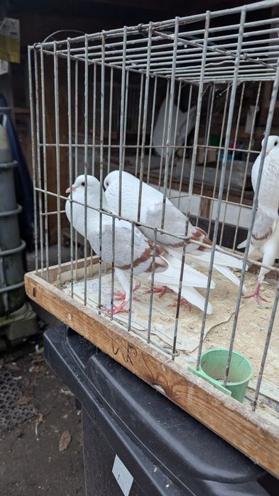 Garlacze Vorburskie, gołębie, garłacz