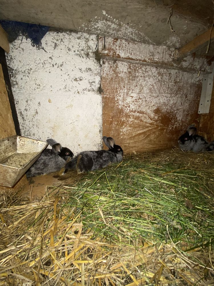 Kroliki wjs 5 miesiecy