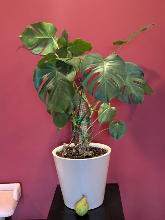 Монстера Делікатесна Самовивіз