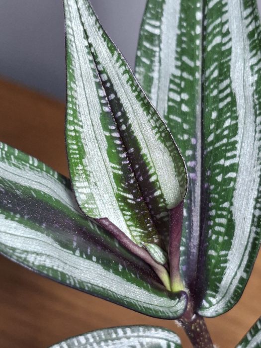 Trzykrotka Dichorisandra musaica