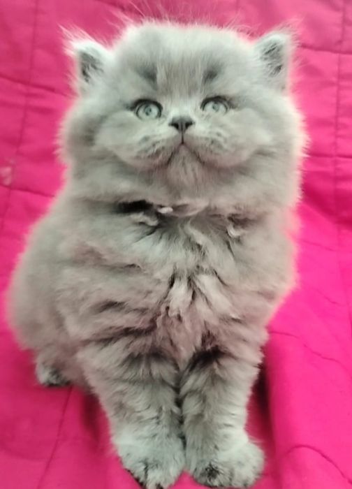 Fêmea British Longhair blue