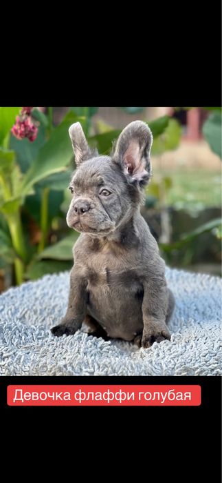 Флаффи! Голубая малышка!