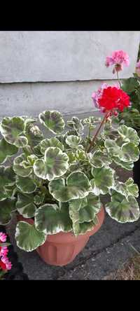 Sadzonka pelargonia kolekcjonerska Wilhelm Langguth