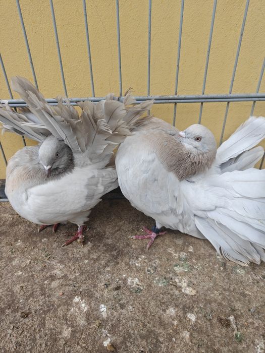 Pawiki perłowe para