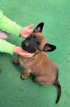 Owczarek belgijski Malinois suczka gotowa do odbioru