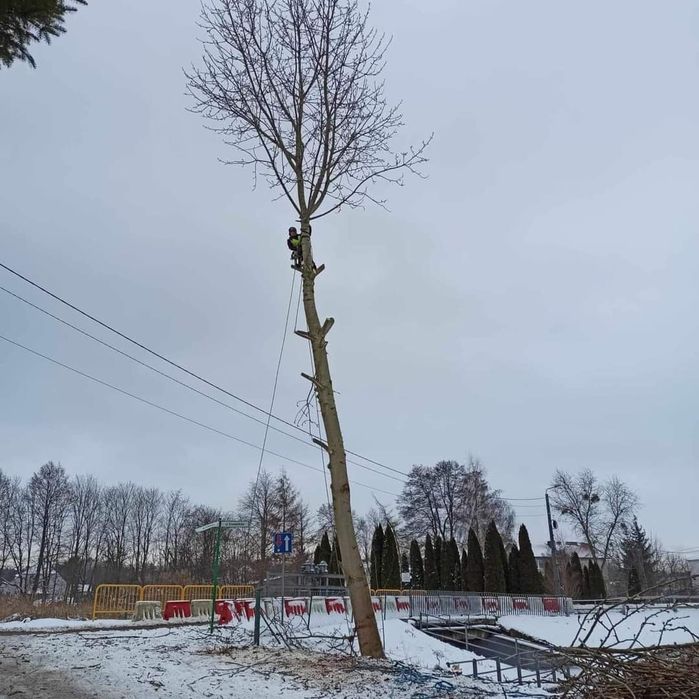 Wycinka drzew metoda alpinistyczna / tradycyjna