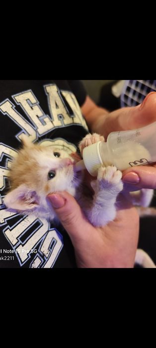 Dwa maluszki szukają wspólnego domku