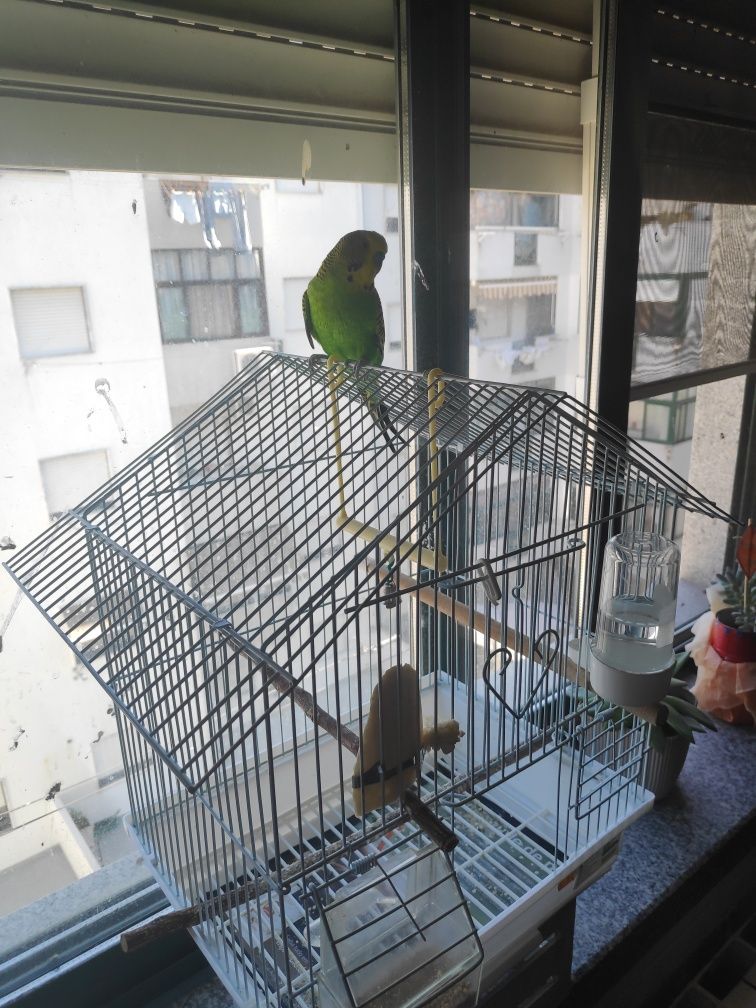 Piriquito com gaiola
