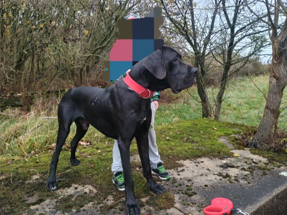 Dog niemiecki za darmo