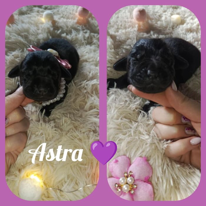 Prześliczna sunia labrador retriever Tosia