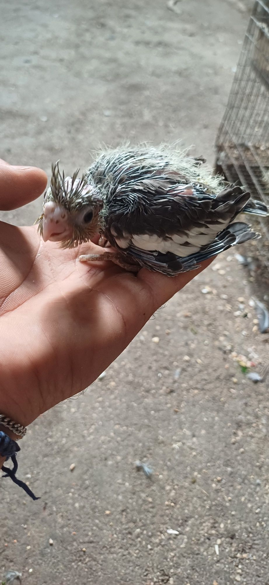 caturas para Criar  a mão