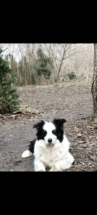 Цуценята Бордер колі