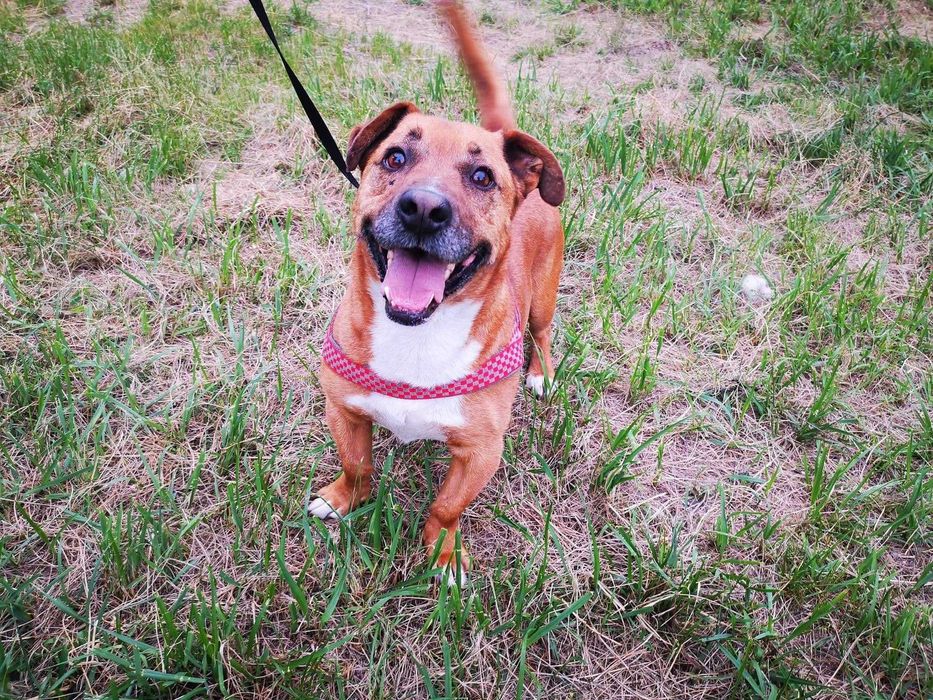 LAKI szuka domu. Pokochaj na zawsze