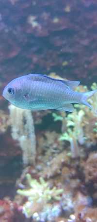 Błazenki i Chromis Koralowce