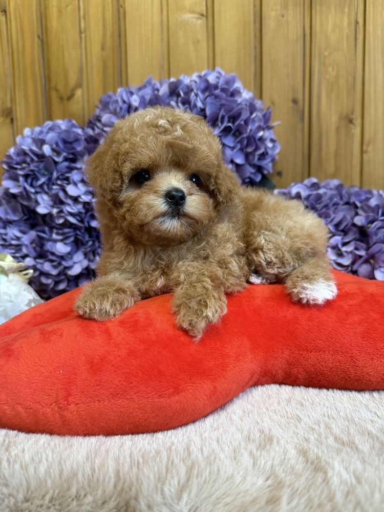 Мальтипу, maltipoo, кукольные мини девочки.
