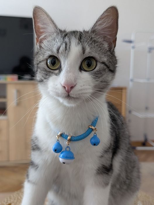 Perełka do oddania w dobre ręce