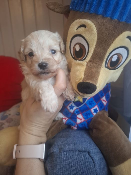 Maltipoo ostatnia suczka pudel miniaturowy/maltańczyk