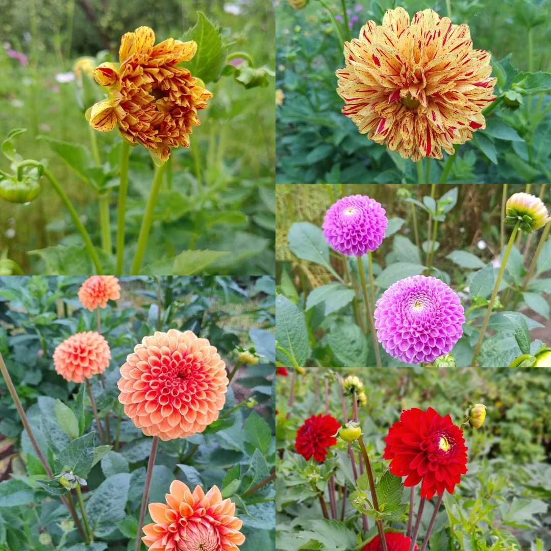 Dalia- kwiat cięty