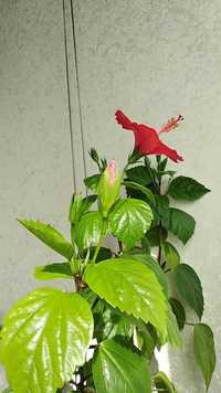 красивый гибискус китайская роза с горшком