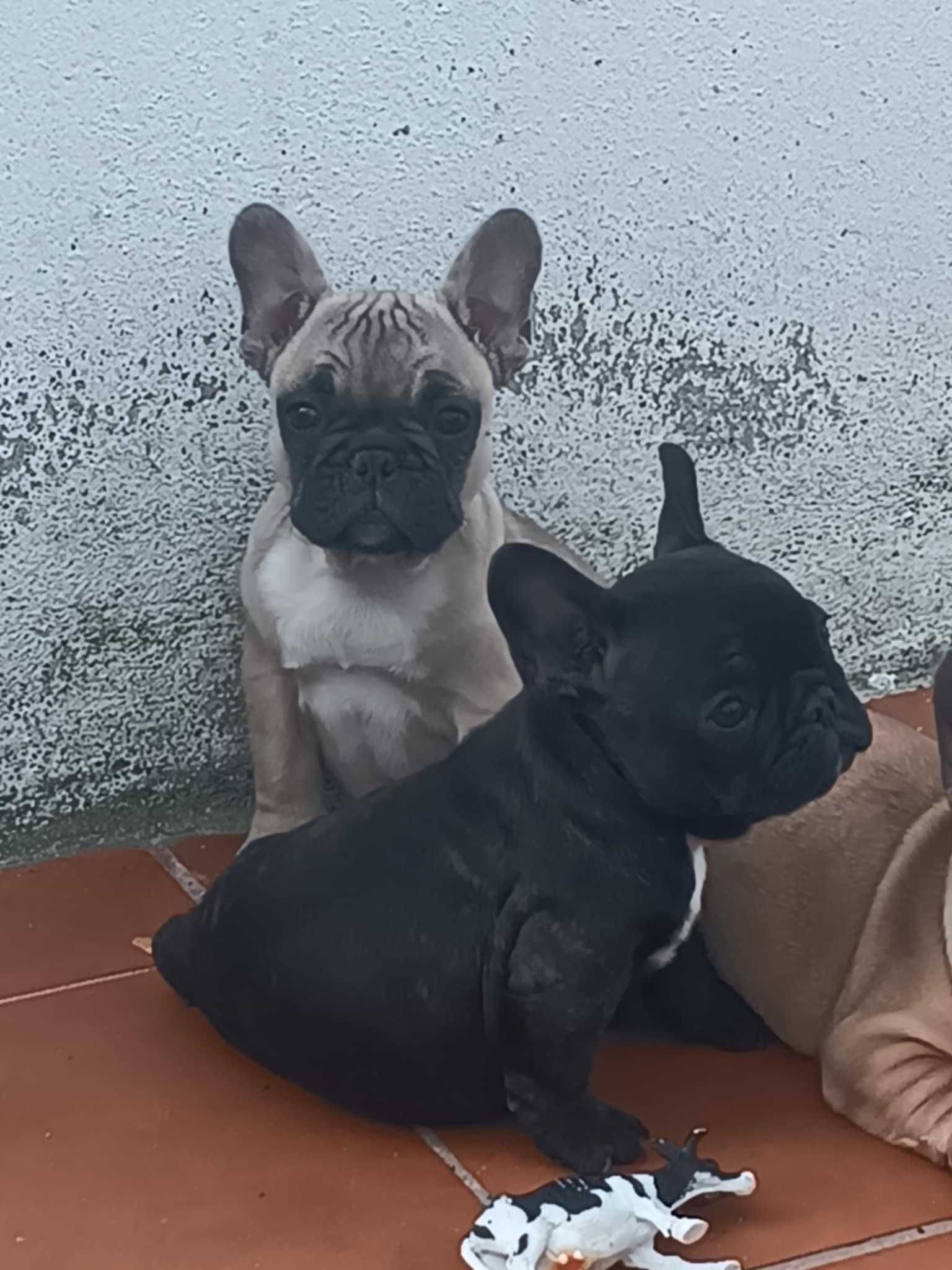Buldogue Francês fêmea