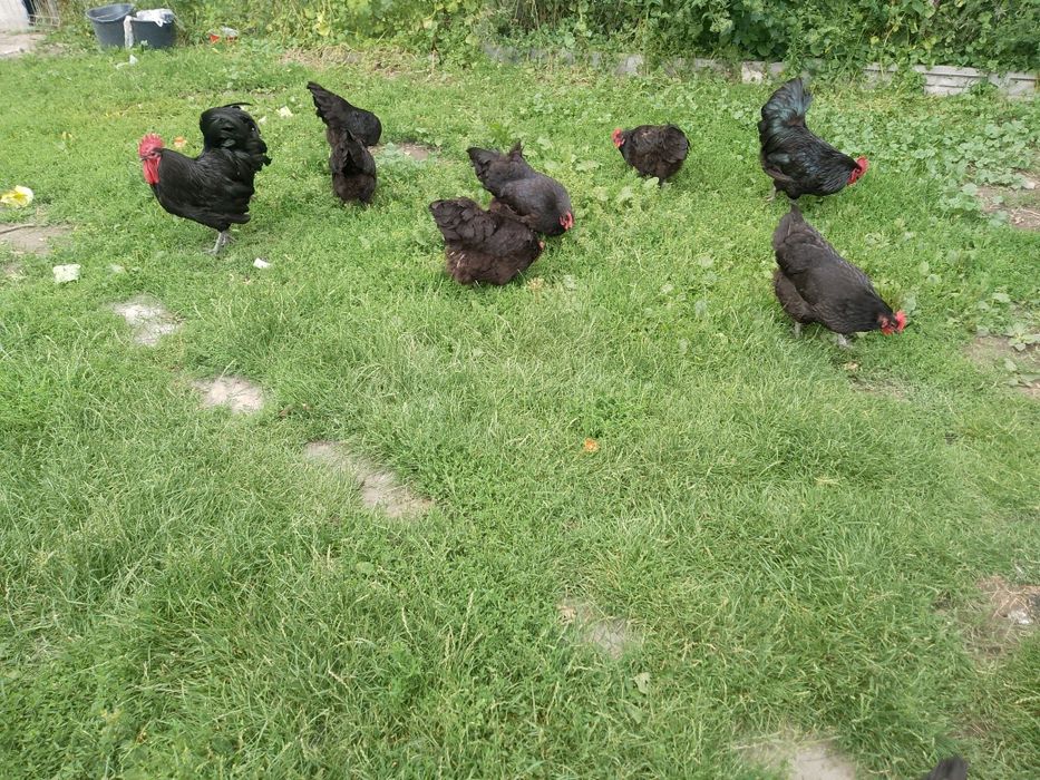 Koguty australorp