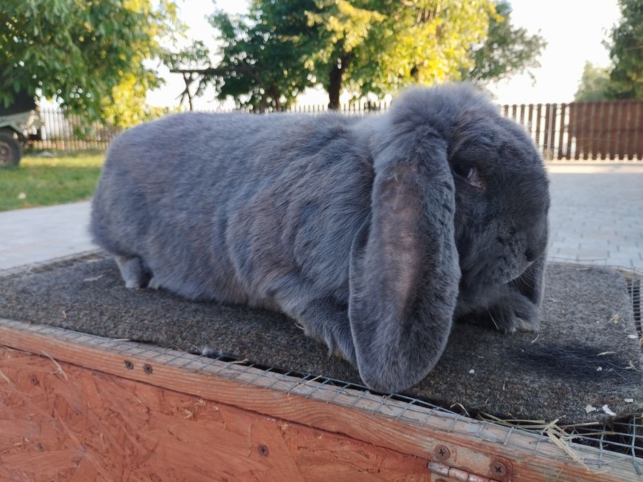 Baran Francuski Niebieski Dorosłe i Młode