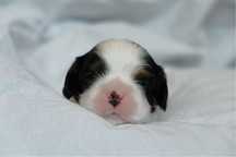 Wolny chłopczyk Cavalier king charles spaniel ZKwP FCI