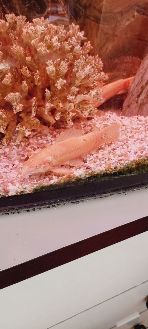 sum kirys czrnoplamy albinos dorosłe osobniki