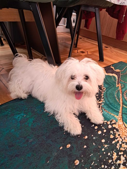 Pies rasy Maltańczyk