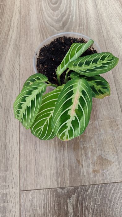 Маранта лемон лайм, marantha lemon lime