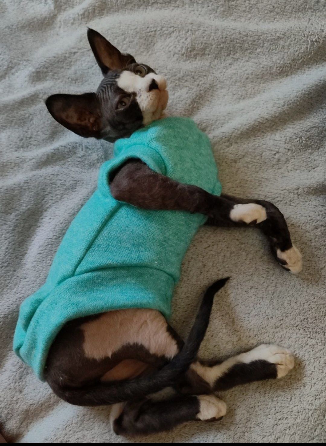 Худі одяг кофта  светр для кота сфінкс ельф
