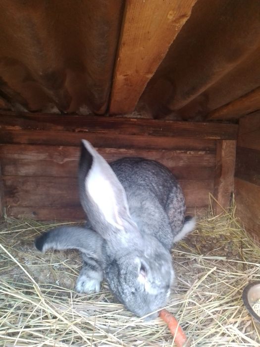 Бельгийский великан самец,рабочий