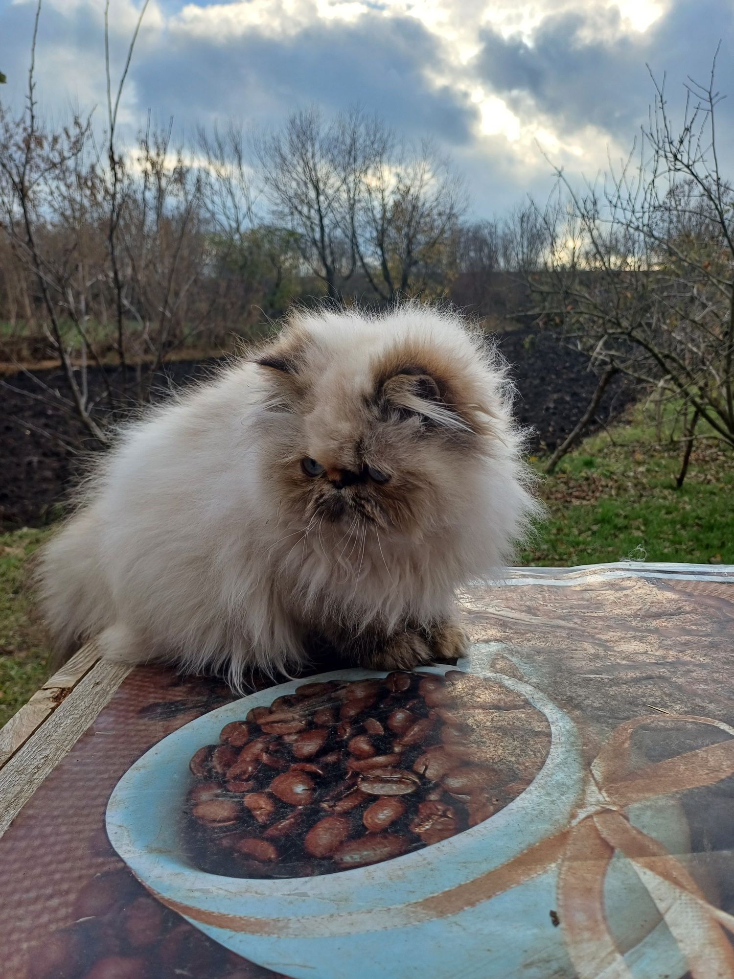 Кiшка персидська, кошеня перс-екстремал