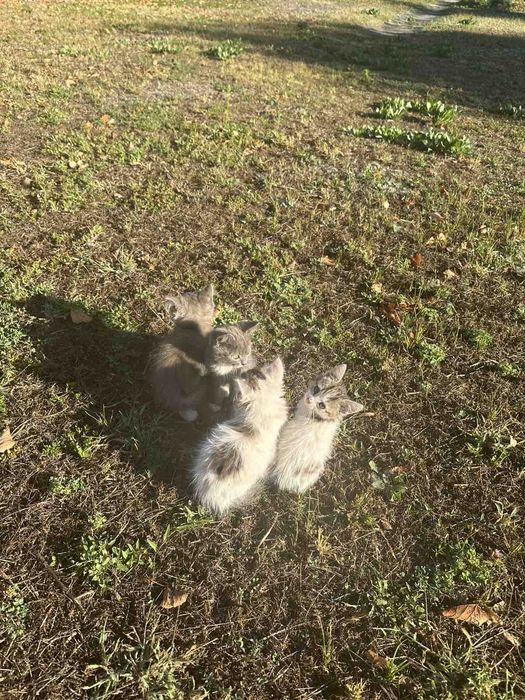 Котята срочно ищут дом