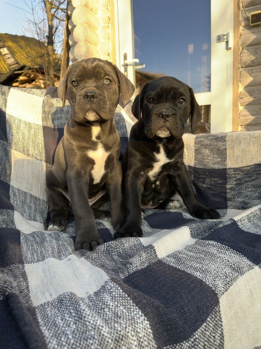 Чорна дівчинка Берта 2м кане-корсо