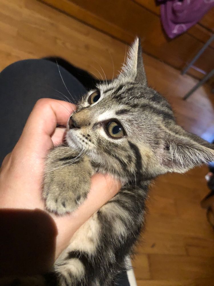 Gatinhos para adoçao consciente