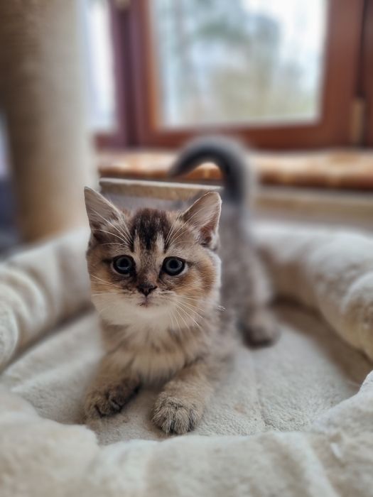 Kocurek niebiesko żłoty brytyjska