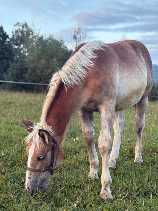 Źrebica zimnokrwista