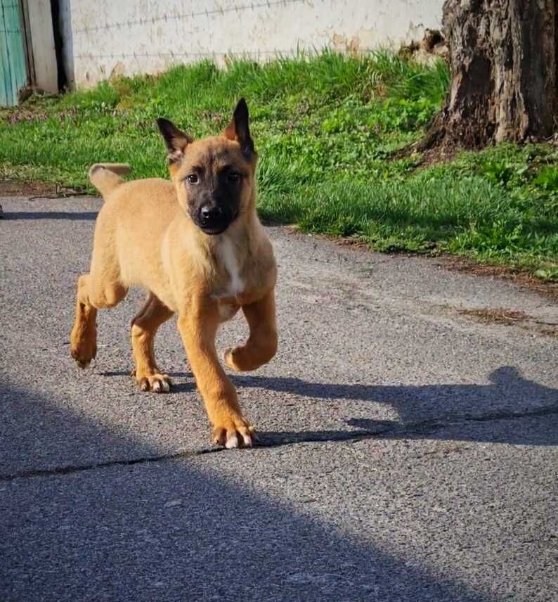 Девочка бельгийской овчарки малинуа, 2 вакцинации сделаны! Клубная!