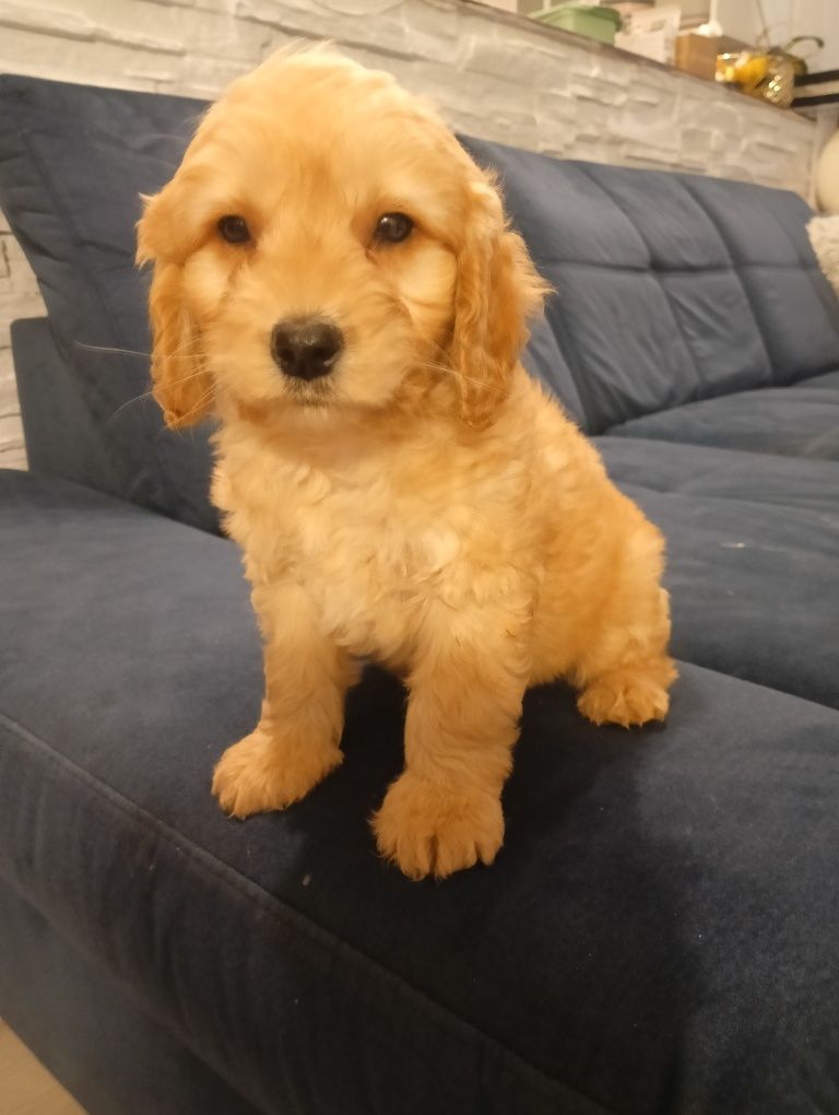 Mini Labradoodle szczeniak F 1 b