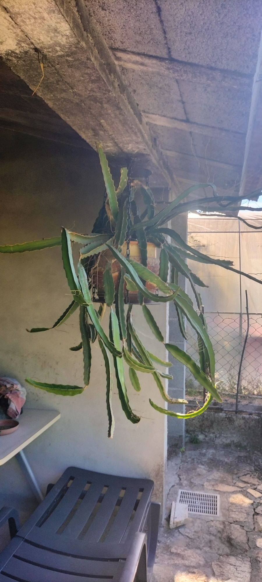 Pitaya planta disponível